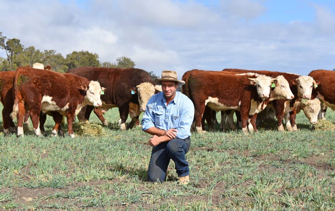 Geoff Kirkby, Kaysix, Bellata, has found a unique way to market his Hereford cattle, leaving out the middle man and going direct to the end user. Picture: Hayley Skelly-Kennedy