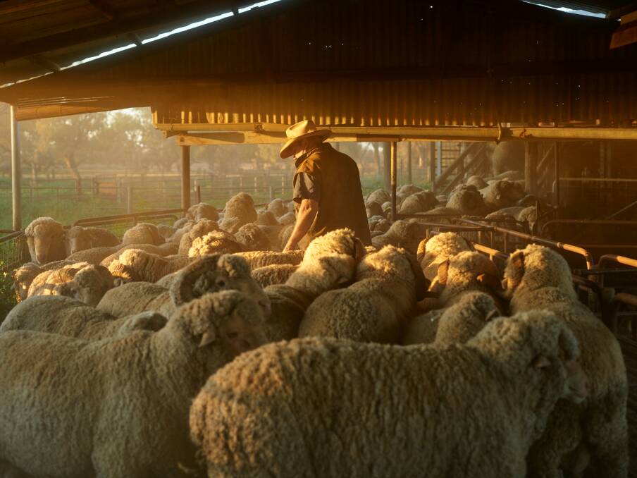 Murray Todd with his Merino flock, Turn Turn Station, Eulo.