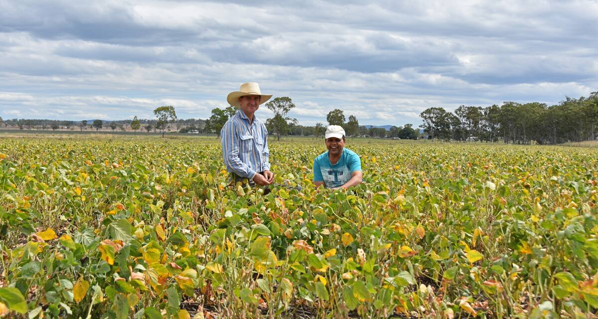 Alton Downs farmer Peter Foxwell and Central Queensland University Associate Professor Dr Surya Bhattarai in 12 hectares of Eclipse soybeans, due to be harvested within the next week. Picture - Hayley Kennedy.