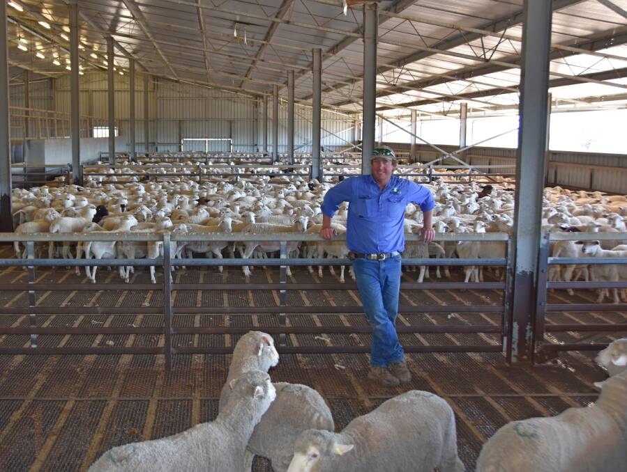 Robert Hickey, Protein Plus Australia, in the lamb feedlot at Mundine, Goondiwindi, which has a 3000 head capacity. Picture by Hayley Skelly-Kennedy.