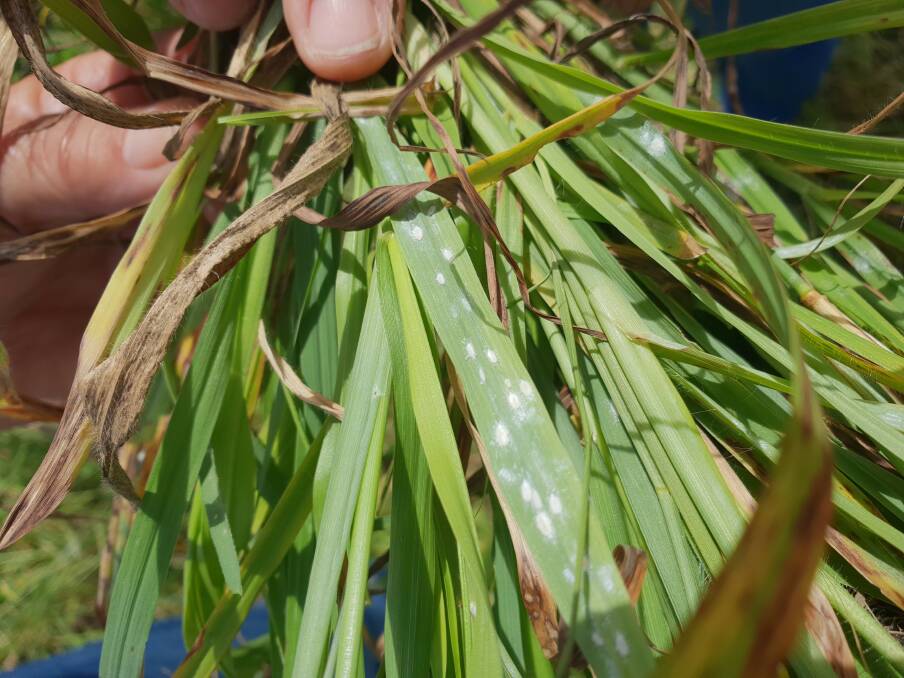 Mealybugs collected from many areas of Queensland have been identified as Heliococcus summervillei - the same mealybug which was first observed causing severe dieback in paspalum in Queensland in 1926.