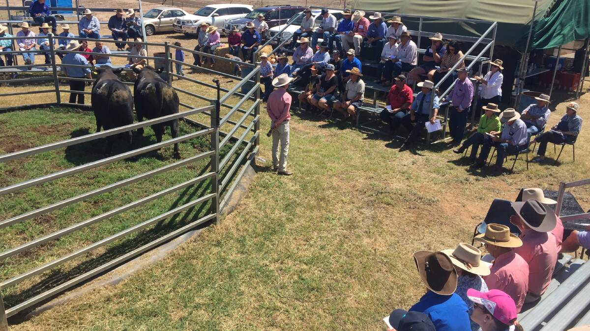 A good crowd attended the annual Carabar Angus bull sale at Meandarra on Friday.