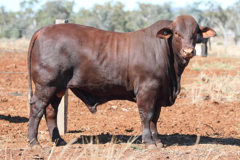 Top seller was the 17-month-old Santahat Rusty R391 (PS), selling for $32,000 to Troy Roberts, Callistemon, Springsure.
