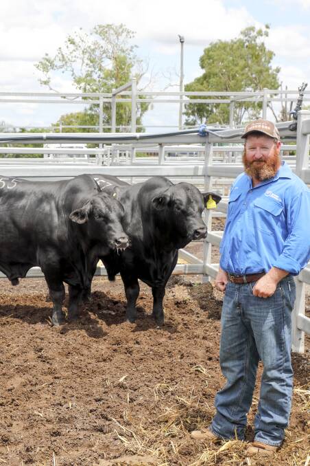 Jason McCormack, Maccaboyz Stud, Yargullen with his two top selling Brangus bulls, the $9000 Maccaboyz Posiedon (AI) and the $10,000 Maccaboyz Paxton (AI) (right) both sold to Mark Bogle, Sky Pastoral, Emerald.