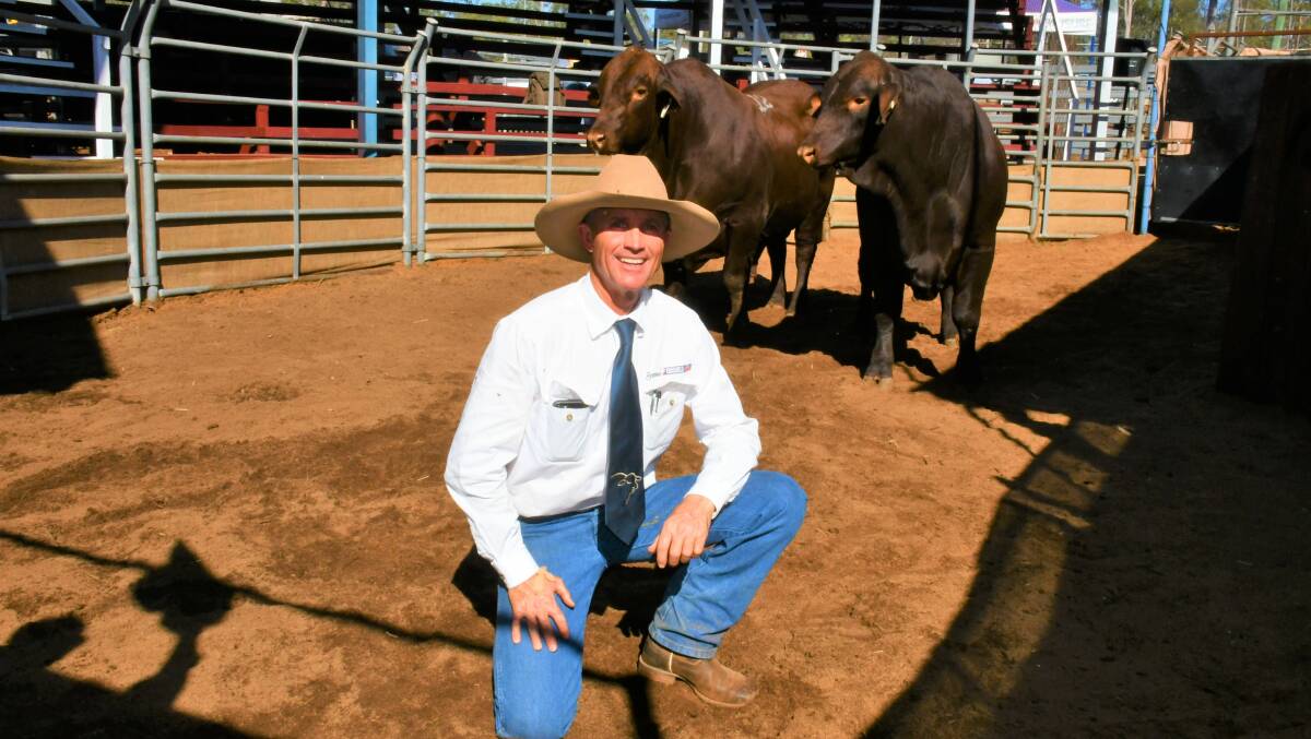 Greenup Eidsvold Station Santa Gertrudis principal Rick Greenup with his pair of $50,000 priced homozygous polled sale bulls, Eidsvold Station Robbi R254 and Eidsvold Station Rooster R224.