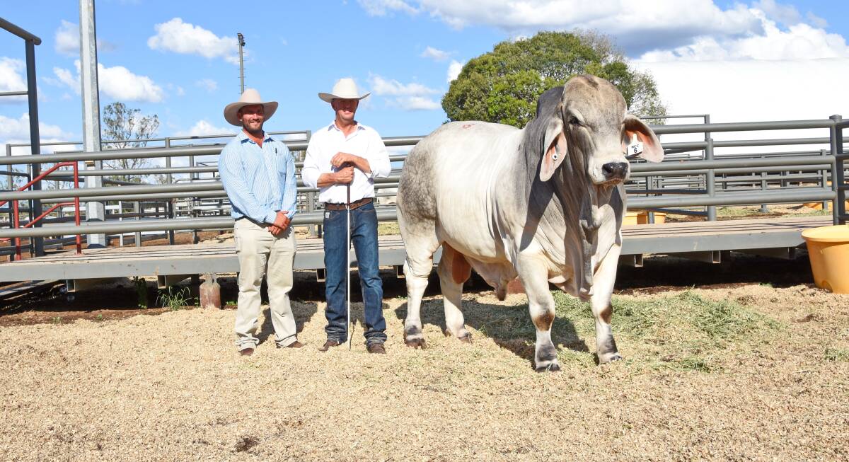 Buyer Clay Scott, Ruan Grazing, Clermont, and NCC stud principal Brett Nobbs, with the $170,000 second-top priced bull, NCC Romano (IVF).