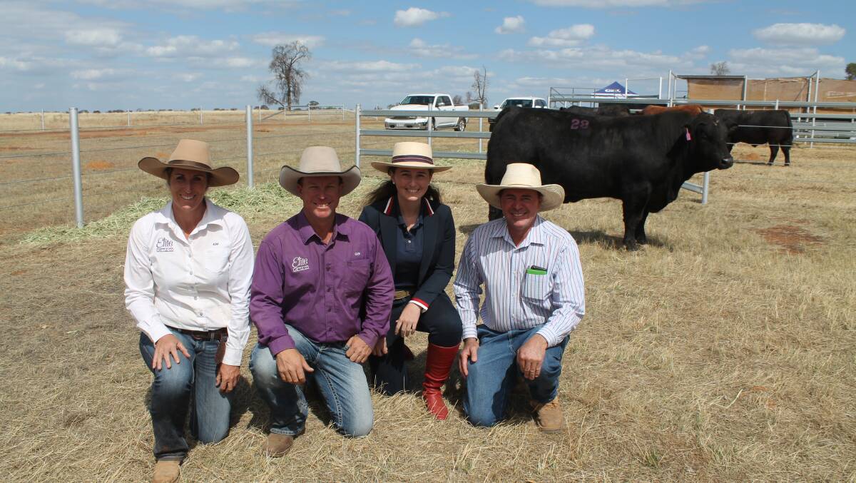 Happy vendors Kim Groner and Glen Waldron of Elite Cattle Company and buyers Emily and Phillip Coggan, Coggan Farms, Enarra, Inglestone with their $17,000 equal top-priced Sim-Angus bull, Elite V8 Power (P).