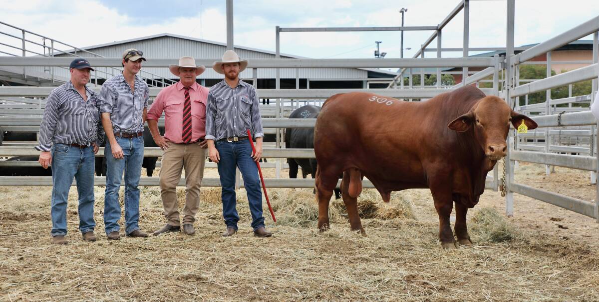 The $50,000 record selling red, Redline Ravenshoe 20/251 with Peter Dingle, Redline stud, Eidsvold, purchaser Stuart Propsting, No. 27 Pastoral Company, Richmond, Elders auctioneer Brian Wedemeyer, Rockhampton, and Kris Dingle, Redline stud, Eidsvold.