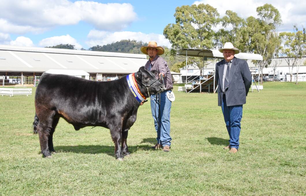 Toowoomba Royal Show grand champion led steer Topper, exhibited by Tim Eastwell and judged by Troy Nuttridge, TLC Fitting Service. 