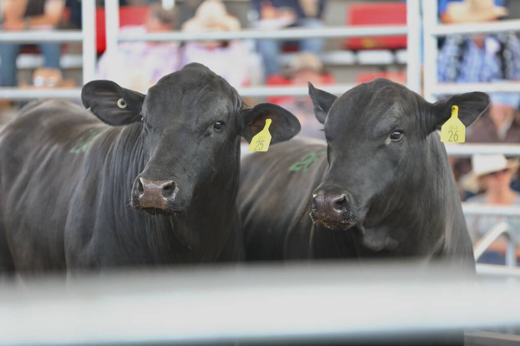 Brangus bulls hit $34,000 to average $11, 013 at Fridays annual Roma Brangus Sale where male averages climbed by $3564 per head as compared to the 2020 result.