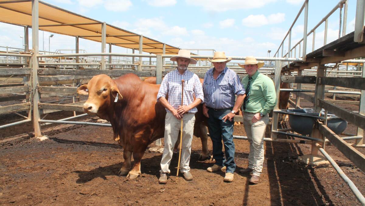 Tim Lloyd, Heitiki Droughtmasters, Delungra, New South Wales, top-price buyer, Paul Russell, Locarno Droughtmasters, Dingo, and Landmark auctioneer Colby Ede, Toowoomba, with the top-priced bull, Heitiki Kidman. Picture by Peter Lowe. 