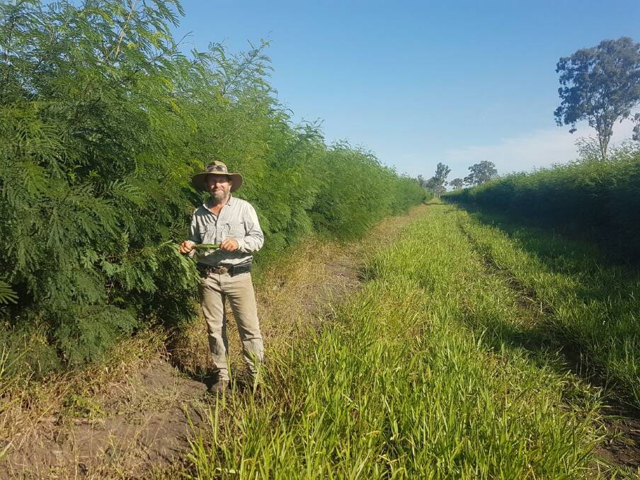 Bruce Mayne, Fairview, Calliope, with psyllid resistant Redlands variety leucaena planted with signal grass.