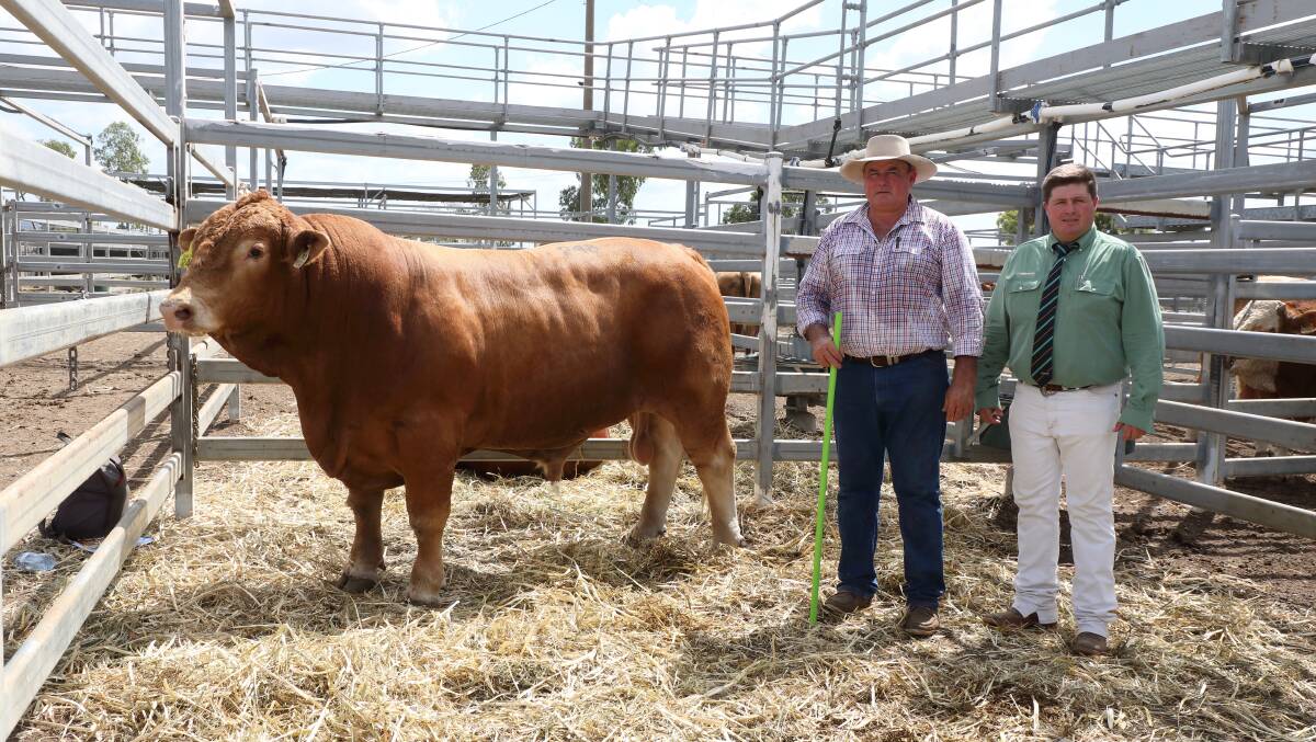 Top selling Simmental the $13,000 Lucrana M97 (P) with Terry Connor, Timbrel,
Rockhampton and auctioneer, James Saunders, Landmark Stud Stock.