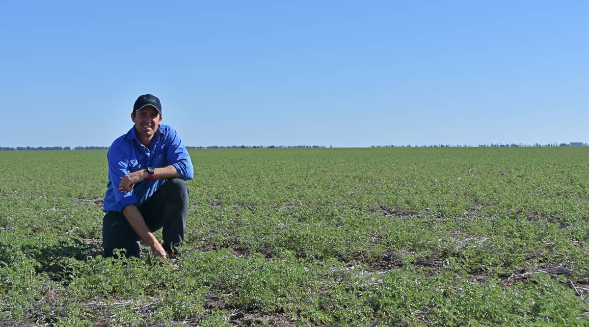 Ben Taylor in Seamer chickpeas planted the first week of June at Noonameena, Condamine. 