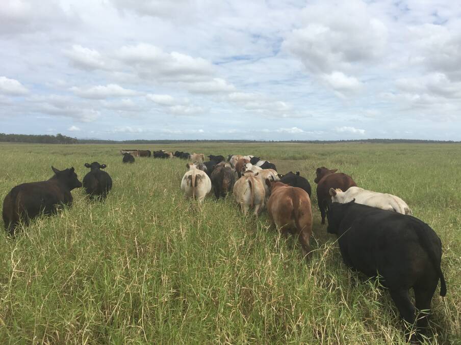 "We still find that the top-priced steer in a consignment is the heavier steer that grades EU not MSA. The premium is insufficient because the cost of producing that composition of animal in this environment is greater." - Lachlan Mace.
