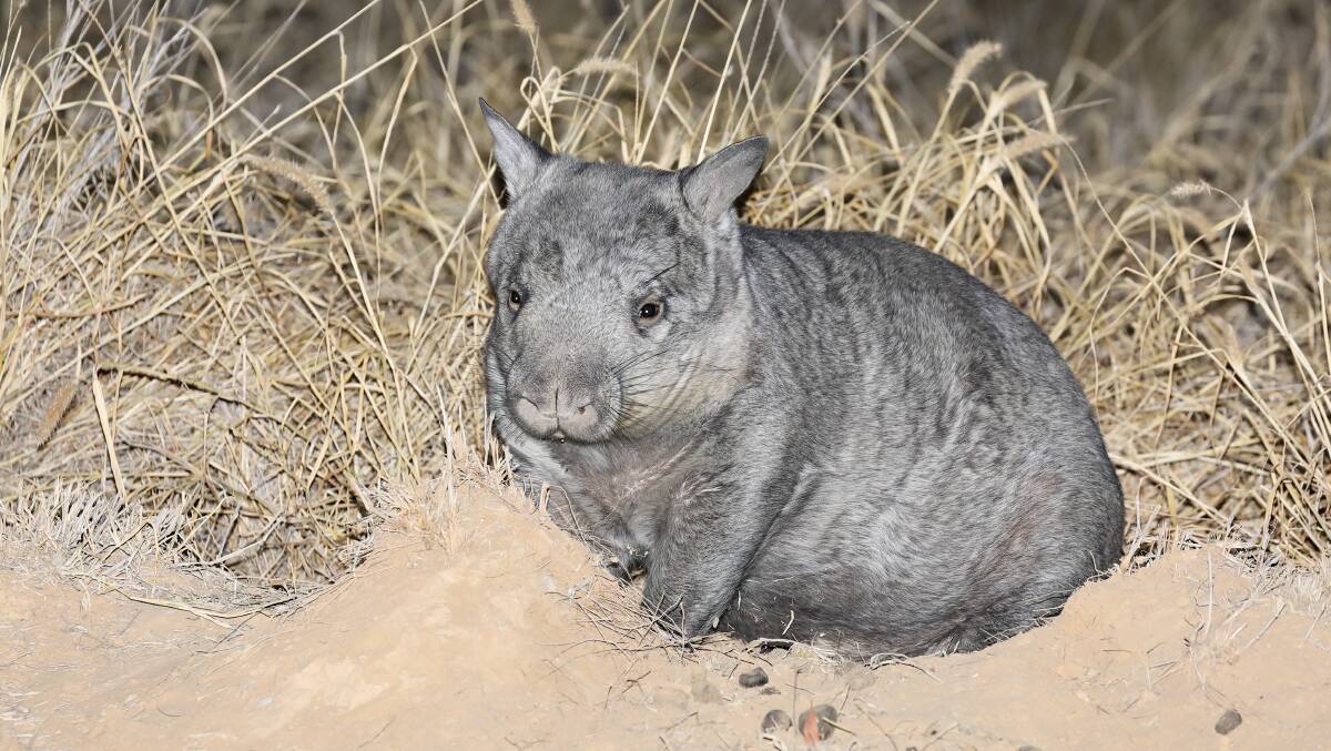 It is estimated that there are only 260 Northern Hairy-Nosed Wombats left in the world, making the marsupial critically endangered. Picture: Graham and Linda Lee