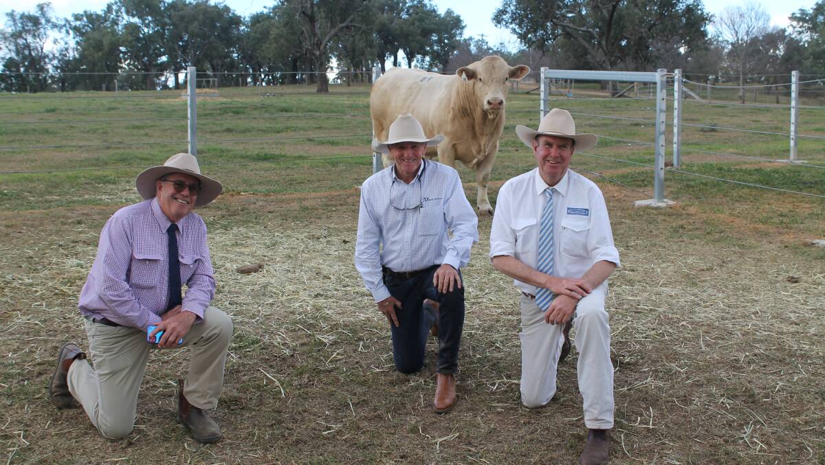 Kevin Graham, Kevin Graham Consulting, Brisbane bid the $34,000 top Charolais money for Ascot Kudos P545E (P) (R/F) on behalf of the Price family, Moongool Charolais, Yuleba with Ascot principal Jim Wedge and guest auctioneer Paul Dooley of Tamworth, New South Wales.