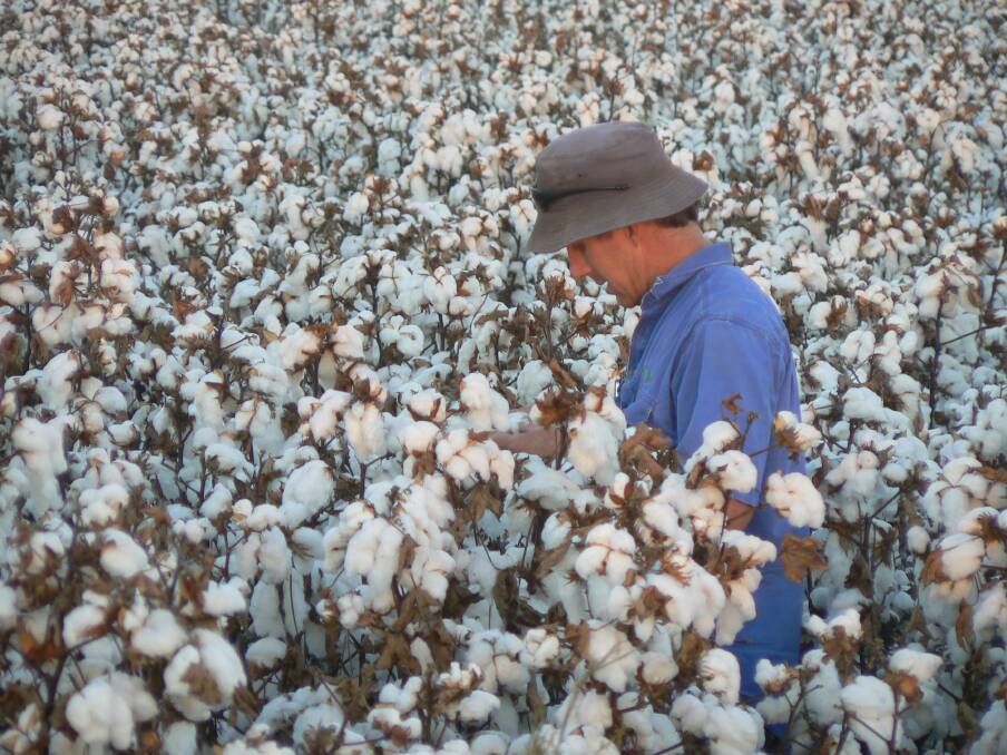 Jason Sinclair in the cotton at Lakeland Downs, Condamine. 