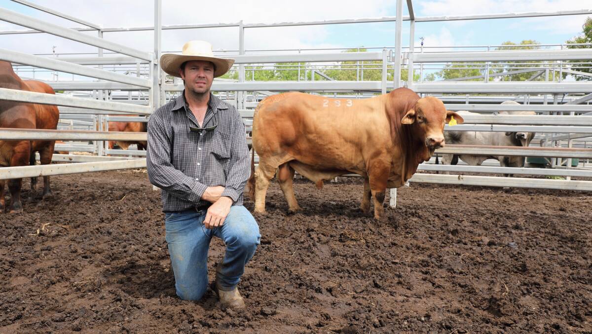 Andrew Welsh, Wantmore Droughtmaster Stud, Kingaroy, with his equal-top selling Droughtmaster bull and equal-top seller on the final day of February All Breeds Bull. The 885kg, 32-month-old, Wantmore 245/7 (P) sold to the Rideout family, Blue Hills, Thangool. Photo: Kent Ward
