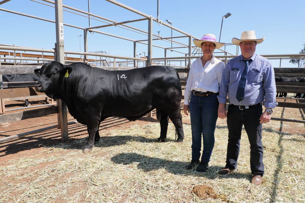 Top-selling bull, the $17,000 Lazy S Danny Boy is pictured with Sue Fawcett, Lazy S Stud, Condamine, and selling agent, Mark Duthie, Grant Daniel and Long Stud Stock.