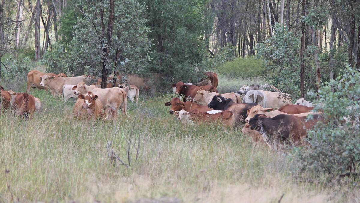 Based in the Central Highlands region, the Spencer family run a mixed-breed herd of roughly 1100 head across two properties.