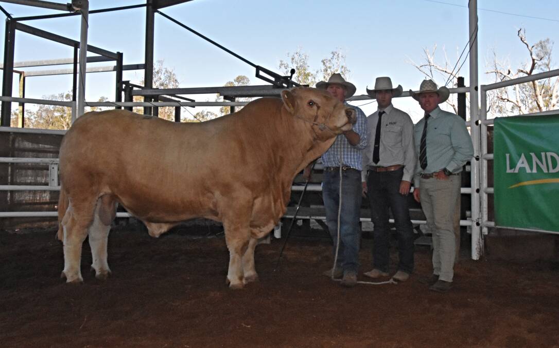Moongool Charolais principal Ivan Price, Hock and Wilkinson agent Jake Passfield, and Colby Ede, Landmark, with top-priced bull Moongool N169 (P), purchased by Alan and Nat Goodland, Clare Charolais, Theodore, for $28,000. 