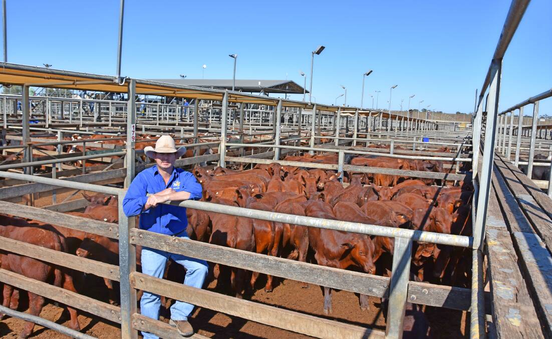 TopX agent Carl Warren, Roma, with steers from Rosehearty Grazing, Ingle Downs, Winton, which sold to a top of 320c/kg to average $718/head.