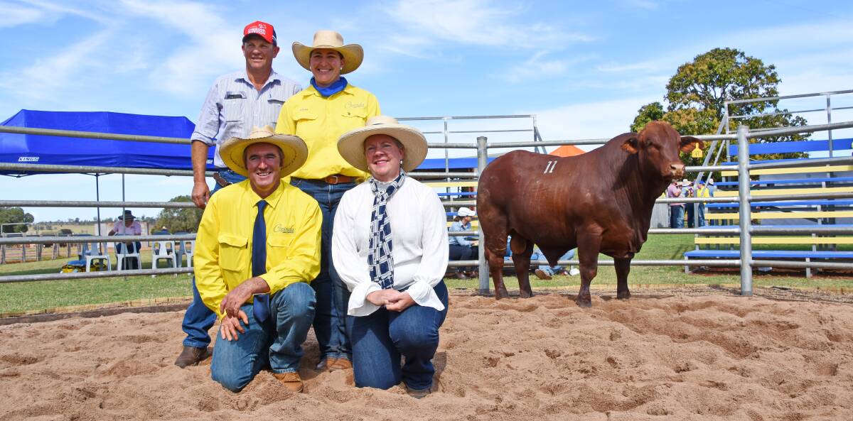 Cooinda Santa Gertrudis stud principals Chris and Elisa Fox, buyers (front right) Liz Allen, Forest Park Santa Gertrudis, Alice Downs, Blackall, and Alice Downs manager Andrew Peterson (back left), with the top priced Cooinda Real McCoy R804.