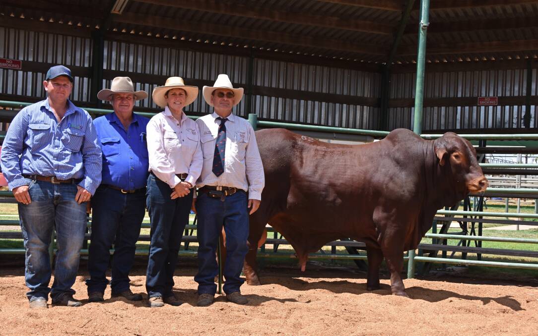 Kurt and Neil Angus, Hillside Droughtmasters, Charters Towers, paid a second-top price of $16,000 for Wallace Vale Idol (P), offered by Roger and Jenny Underwood, Wallace Vale, Wallumbilla.