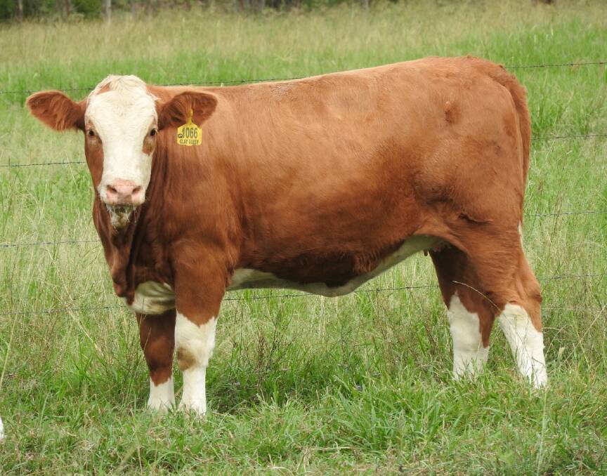 It was Clay Gully Qld Reign that attracted the highest bid of $10,000, selling to Ben Gould, Greenridge, NSW. 