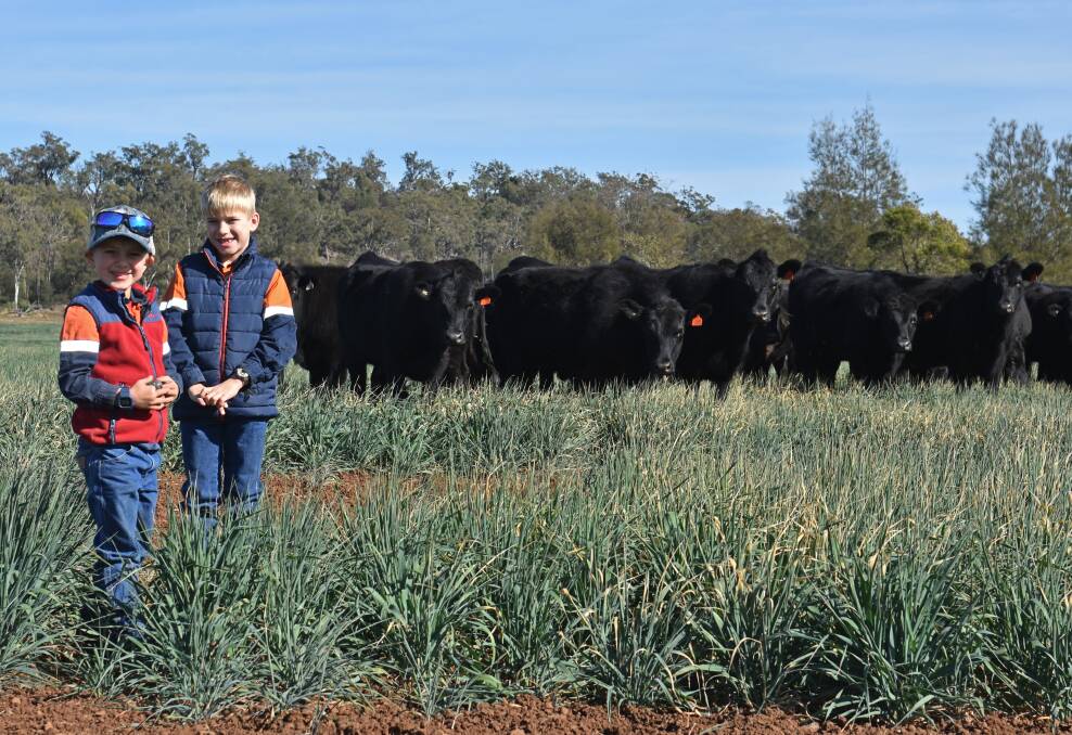Hugo and Mitch McMahon with this year's weaners.