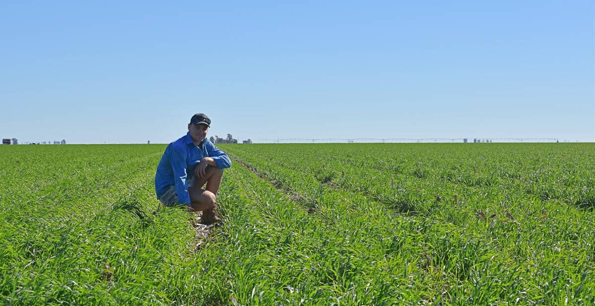Jacob Little, Wynola, Brookstead, has 62ha of Lancer wheat and 64ha of chickpeas in the ground. 