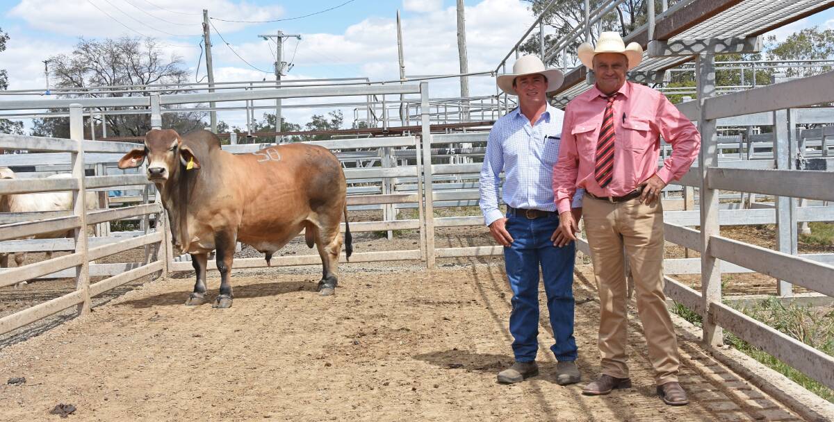Yoman Brahmans co-principal Tom Nobbs, Moura, and Elders auctioneer Randall Spann, Biloela, with the top-selling Yoman SAS3274/8 (PS), purchased by Leon Brennan, Boonah and Beaudesert, for $20,500.