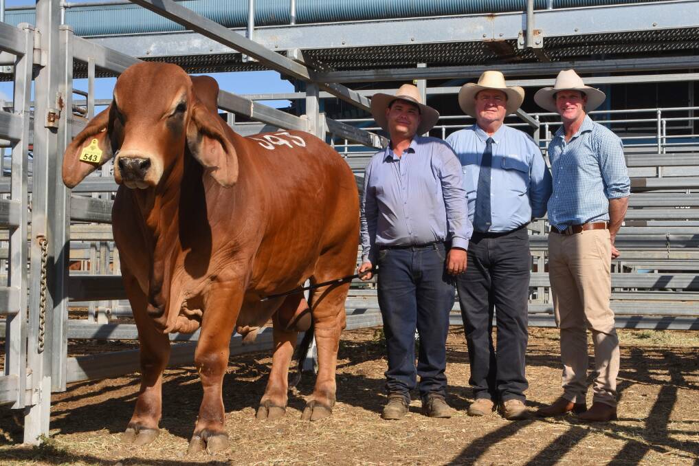 The top-seller on day two of Brahman week, Brahrock Raydar 6163 (IVF) (PS) with vendor Hayden Sommerfeld, Brahrock Brahmans, Maryborough, GDL selling agent Peter Brazier, and buyer Ashley Kirk, Rockley Brahmans, Moura. Photo: Coulton's Country Photography
