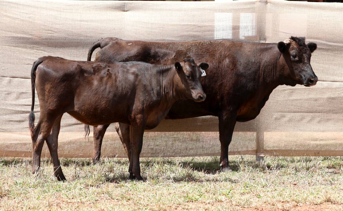 SALE TOPPER: The pregnancy-tested-in-calf BARFL1774 with her nine-month-old calf, purchased for $20,000 by the Cant family, Emerald.