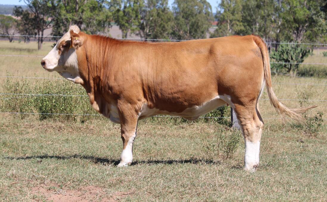 It was Meldon Park Q107 (P) that drew top money of $7250 in the Meldon Park Simmentals heifer sale, knocked down to Jo Berrie of Ban Ban Springs.