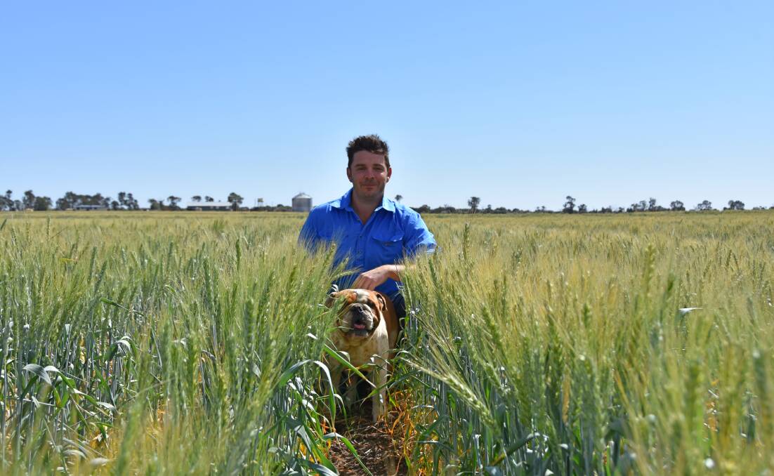 Stephen Gibson, Fairleigh, Dulacca, and Baxter, in the 300ha of Borlaug wheat on the Gibson's property, Ludlow. The new variety is in its first commercial season, and has shown impressive results in the national variety trials (NVT).  