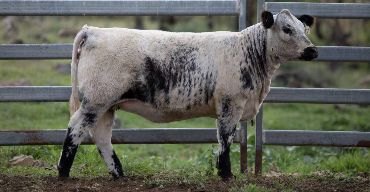 Purchased by Joshua Richards, Kilcoy Valinor Pty Ltd, Mt Kilcoy, 14-month-old Wattle Grove 107D Marusa Q817 made the top heifer money of $36,000.