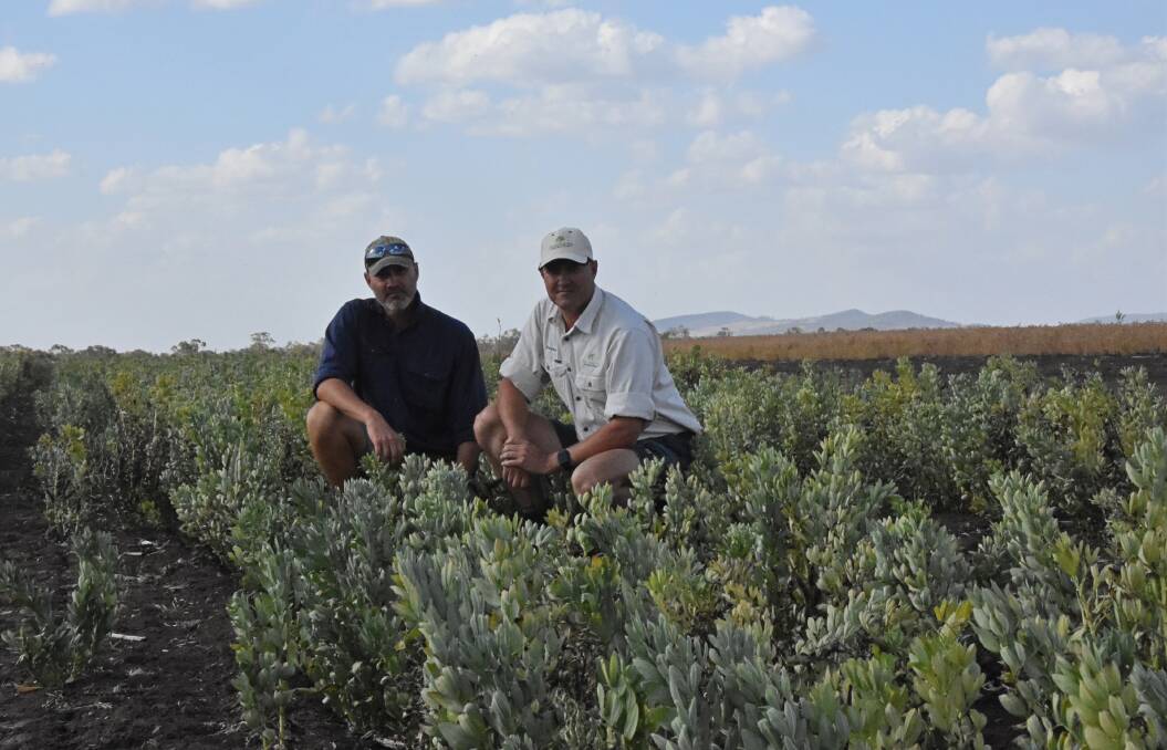 Matthew Erbacher, Hush-A-Bye Plains, Theodore, with his brother and local Pulse Check coordinator Damien Erbacher, Dawson Ag Consulting, are trialling faba beans as a possible alternate pulse crop in central Queensland. 