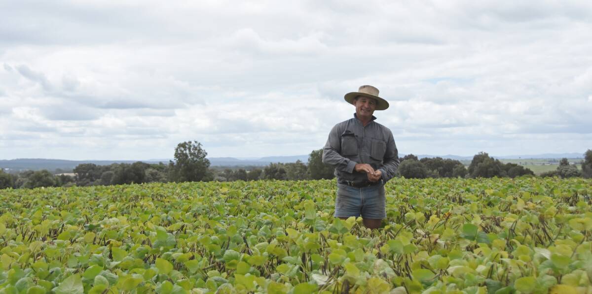 Matthew Pattie, Mulgildie, in Jade variety mungbeans expected to be harvested next week.