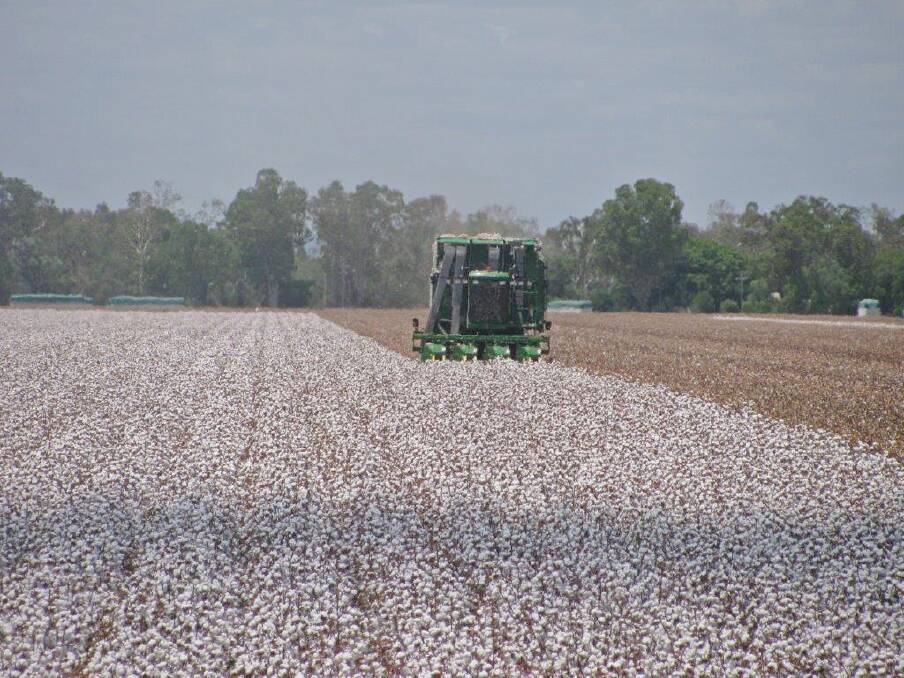Raymond Wilkie, Biloela, grew 165 hectares of irrigated Sicot 714B3F, planted on August 25 and picked mid-February with yields of 14 bales per hectare.