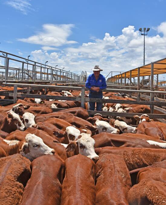 TopX agent Jason Russell, St George, with the Miegunyah heifers that sold to 258c/kg to make a top of $577/head.