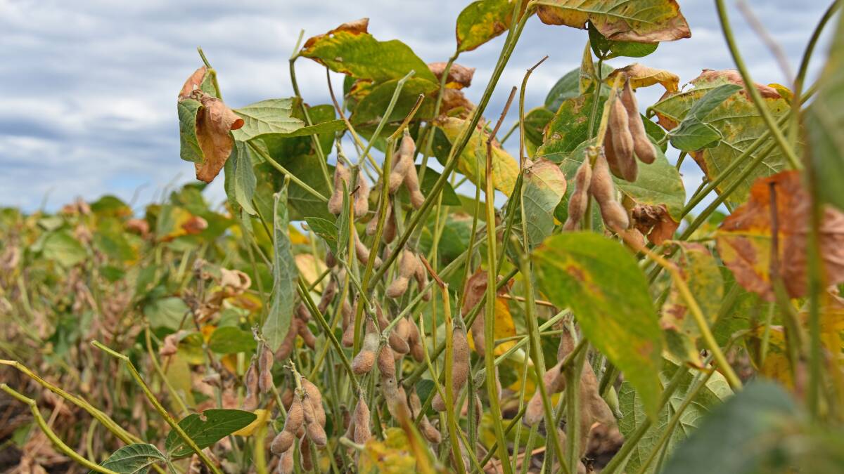 Soybeans offer great rotational benefits