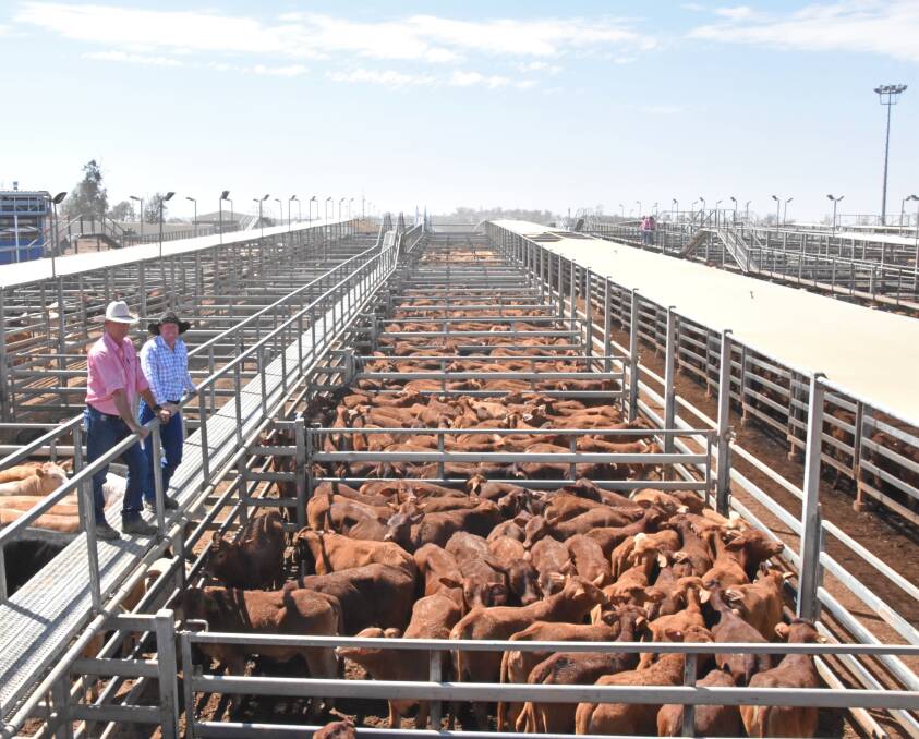 Garry Cartwright, Elders Dalby, and Rewan manager Mick Millewski, Rolleston, with a run of EU Droughtmaster heifers being offloaded from the property. 
