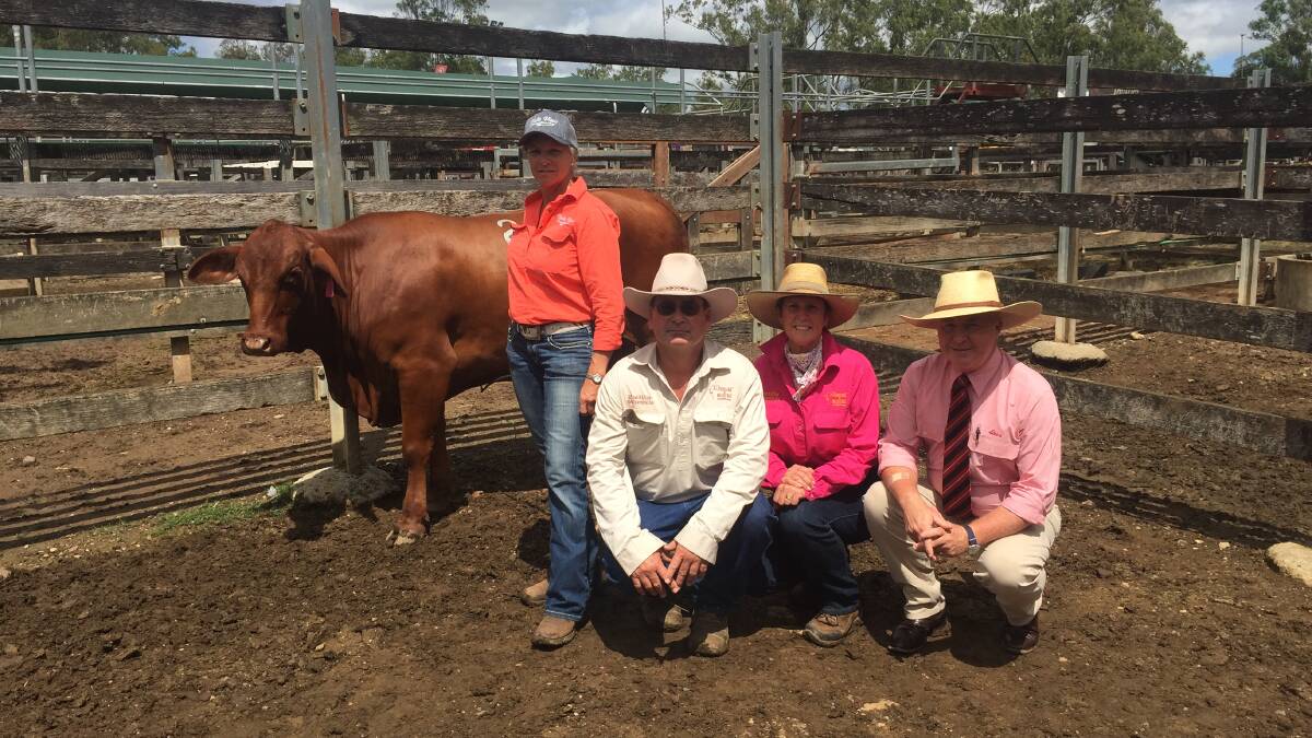 Colleen Smith, Vale View stud, Manumbar, with her $6000 equal top priced joined heifer Vale View Beatrice 2 (P), buyers Roger and Jenny Underwood, Pine Hills, Wallumbilla, and Elders auctioneer Andrew Meara.