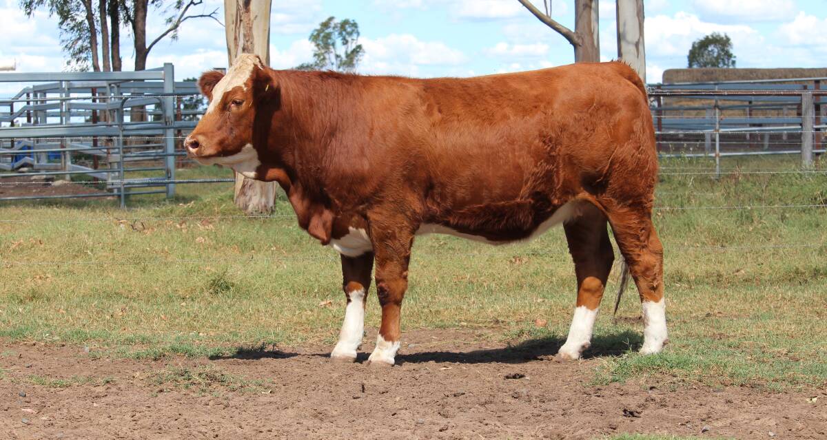Meldon Park Q88 made second-top money of $6500, purchased by MKR Simmentals, NSW.