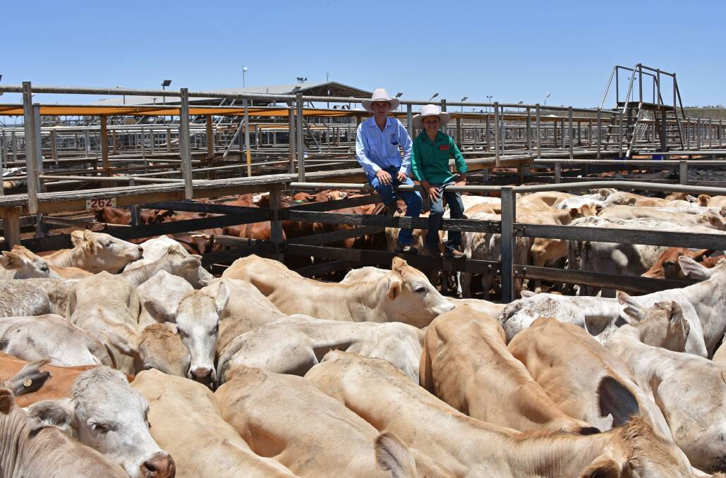 Solid line: Charlie Gleeson and Braith Neven, Watkins & Co, with Charolais steers from Whitton Cattle Co, Myrtleville, Injune, weighing 323kg which sold to 308c/kg. 