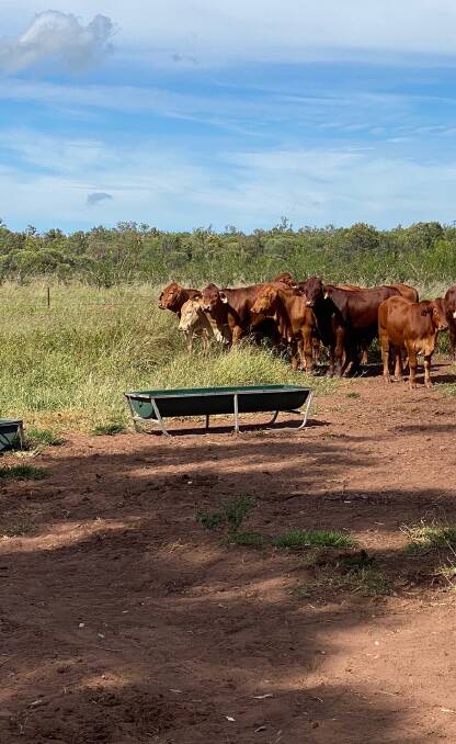 Trial cattle at Pinnarendi Station in far north Queensland.