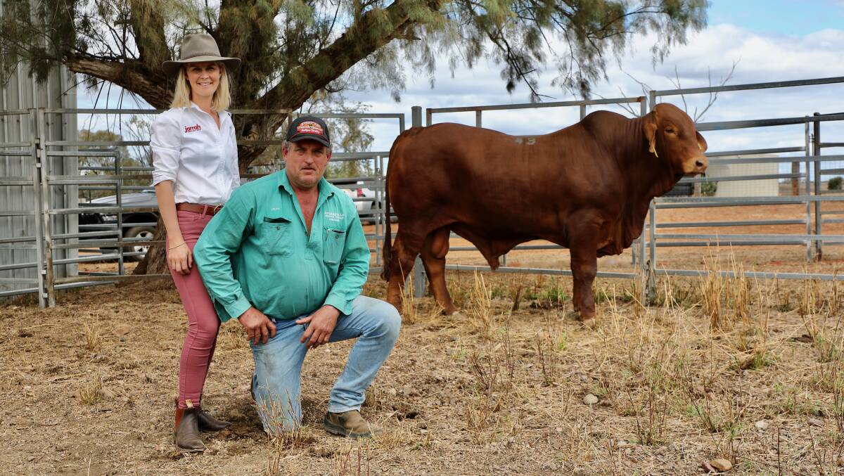 Sarah Becker, Jarrah Genetics, Banana, and buyer, Dean Carseldine, Dawsonette, Theodore, with his $12,000 top Jarrah Reds selection, the 27-month-old Jarrah Red 8229 (H).