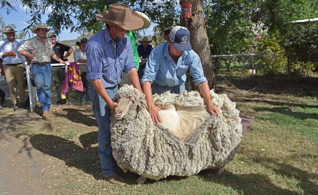 Charlie Brumpton, Jolly Jumbuck Poll Merinos, Mitchell, and James Carson, South Muthong, Dirranbandi with Gidgee Gordon who was carrying a fleece weight of 35.4 kilograms.